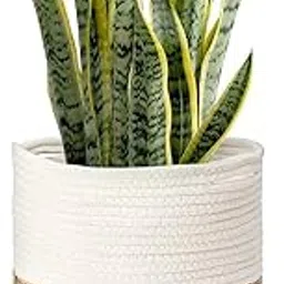 Goodie⁂ Jute Baskets Flower pots Laundry Baskets (8x8 Inch, Natural_White)-picture-23