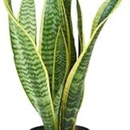 Creative Farmer Gardening Plant Sansevieria Golden Flame, 10 Cm Pot Best Indoor Plants For Dark Rooms (Air Purifier Healthy Live Plant)-picture-27