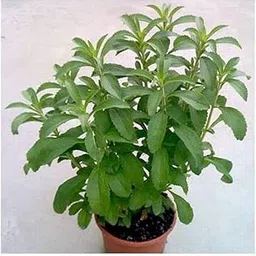 Generic Stevia Plant Live With Pot | Healthy Live Plant for Home Garden (1)-picture-11