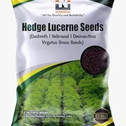 Numinous Hedge Lucerne/Velimasal/Dashrath/Desmanthus Virgatus Grass Fodder Seeds - 100 GMs-image-8