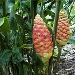 Mphmi Plant NCR Live Shampoo Ginger, Zingiber zerumbet - Plant-picture-27