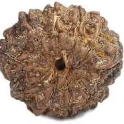 TRINETRA GEMS STONE Brown Das Mukhi Rudraksha Nepali Beads Premium Ten Face Rudraksha For Make Pendant Mala Superb दस मुखी रुद्राक्ष IGL Lab Certified 10 Mukhi Rudraksha For Women-picture-37