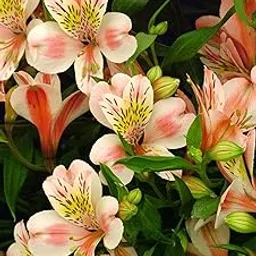 Oakwood Farms � Imported Alstroemeria White & Orange Color Flower Bulbs For Your Garden (Pack Of 1 Bulbs)-picture-25