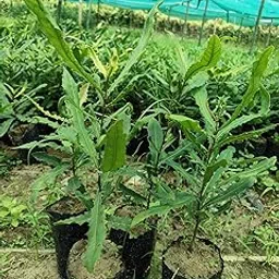 YOUDVIK Live Macadamia Plant – Nut-Bearing Tree (Macadamia integrifolia) for Outdoor & Terrace Gardening Pack of 1 Plant, without Pot For Home Garden-picture-38