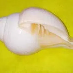 Tarang mala Store Original Natural Big Size Vamavarti Blowing Shell Shankh for Pooja (5 inch, White)-picture-41