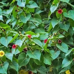 Seedless Plant Indoor Plants Bonsai Paras Peepal (Thespesia populnea)-picture-16