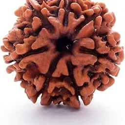 Seven Mukhi Rudraksha Certified/Original Nepali 7 Mukhi Rudraksh/Natural 7 Faced Rudraksha (Brown) with Certificate and Puja Instructions-picture-16