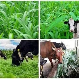 Hybrid Makkhan Grass Seeds, Malai Makhan Green Feed Variety, Promotes Milk Quality in Cattle, Original Variety, Pack of 500g-image-0