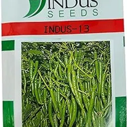 Indus Seeds Green Chilli Seeds INDUS-13 10GRAM-picture-31