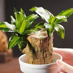 Lucky Wood Plant, Easy Care Brazilian Wood Hydroponic Plant,Easy Grow Brazillian Wood Money Tree, Pack of 1 Plant-image-77