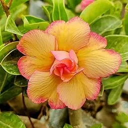 Grafted Adenium Bonsai Desert Rose Flower Hybrid Indoor Plant MultiColour Mixed 12 Inch Variety Mature for Flowering with Free Plastic Pot Pack of 1-picture-26