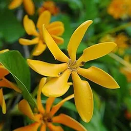 Golden Gardenia Flower Yellow Ghandaraj Flower Highly Fragrant Plant & Tree-picture-50