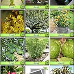 Creative Farmer Seeds Garden Combo Tree Seeds : Lemon Seeds, Papaya, Kilo Pera, Areca Lutscence, Small Bamboo, Date Palm, Gulmohar, Murrayya Exotica, Yellow Flametree, Albizia Saman, Nerium Indicum, Night-Flowering Jasmine For Gardening-picture-46