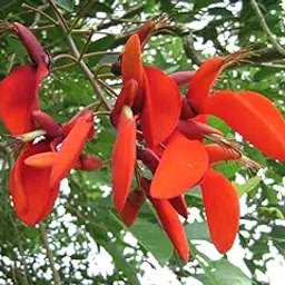 Plantzoin Tiger claw Pangara Erythrina variegate Live Plant-picture-16