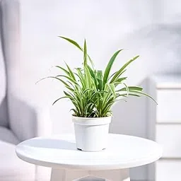 UGAOO Spider Live Plant With Grow Pot-image-5