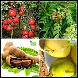 Creative Farmer Seeds Combo Fruit : Pomagranate Dwarf, Murraya Koenigii, Tamarind, Passion Fruit - Yellow Fruit Fruit Seeds For Home Garden-picture-32