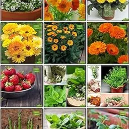 Creative Farmer Best Seeds Combo Herb Seeds & Flower Seeds : Sweet Alyssum, Marsh Marigold, Calendula- Yellow, Calendula- Orange, Calendula- Dwarf, Blanketflower, Alpine Strawberry, Lemon Balm, Rosemary, Asparagus, Mint, Cress Common Kitchen Garden Pack-picture-59