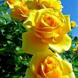 BISWAS PLANTS HOUSE` Beutiful Yellow Rose/Gulab Flower Live Plant "GRAFTED" (Pack Of-1) Healthy Flower Plant 1/1.7 Ft Height Tree Flowering 6 Month-image-46