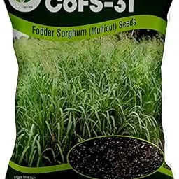 Iagrifarm COFS31 / COFS-31 Fodder Sorghum Seed - 1 Kg - MultiCut for Fodder Cultivation-picture-13