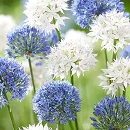 Allium Holland Imported Flower Bulbs for Home and Gardening (Pack of 5 Bulbs)-picture-12