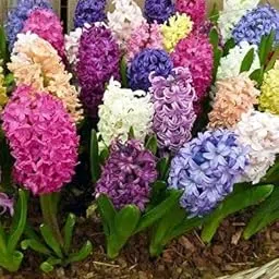 Radha Krishna Agriculture Hyacinth Winter Flower Bulbs, garden hyacinth Hybrid Flower Bulbs for Home Gardening (Mix color pack of 3 bulbs)-image-34