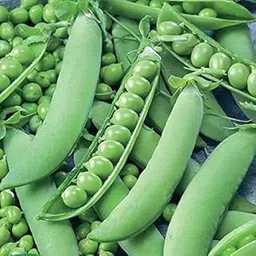 Gromax India "Peas Seeds Hybrid" Mutter Seeds For Home/Kitchen Garden Peas Seed For Gardening Green Peas Seeds For Planting-picture-14