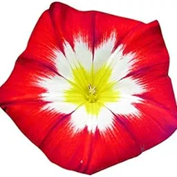 Futaba Climbing Morning Glory - Red and Yellow -50 Pcs-picture-27