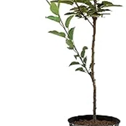 Live HRMN-99 Apple Hybrid Grafted Plant - Thrives in Hot Climates-picture-19