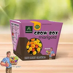 AGRO MILL ORGANIC MARIGOLD FLOWER GROW BOX/KIT | INCLUDES LARGE POT,POTTING MIX,SEEDS,SCRAPER TOOL,ROOT-O-SHOOT,PLANT NUTRIFIER,BUG DETERRENCE POWDER,PERFECT FOR HOME KITCHEN GARDEN & GIFTS-image-26