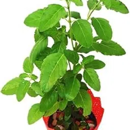 Tulsi live plant, sacred holy basil green herb used for pooja, natural fragrance and spiritual importance for garden and home, pack of 1-picture-62