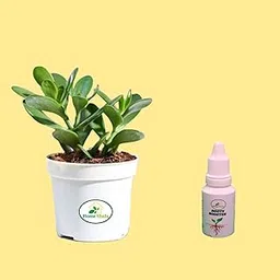 Home Shala Crassula Ovata Jade Plant with Pot Big Leaf Lucky plant | White Pot & FREE Root Boster Included |-image-44