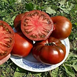 VibeX Planting Outdoors Black Purple Rare Tomato Seeds-250 Seeds image 1