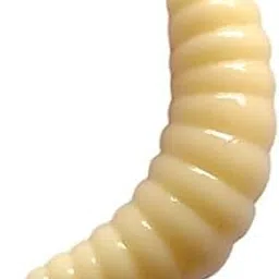 Soft Bait Lures for Catfish and Mandarin Fish, Fluorescent Shrimp and Worm Styles, Set of Maggots and Grubs (Off White Color) (40PC)-picture-15