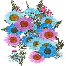 Enakshi® 2x25Pc Natural Real Pressed Dried Flowers DIY Scrapbooking B|Crafts | Home Arts & Crafts | Floral Crafts | Dried Botanicals & Potpourri | Dried Flowers-picture-18