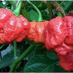 VibeX HOT Chilli Pepper - Trinidad MORUGA Scorpion Seeds - Extremely HOT-300 Seeds-picture-30