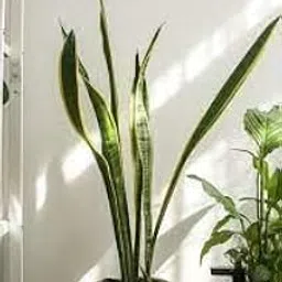 SelfLine | Decorative whale fin sansevieria plant | Snake Plant different varieties | Mother-in-Law Tongue | Low Maintenance Air Purifier Plant (Long Green Leaves) for Home & Garden-image-24