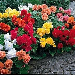 Organic Begonia Flower Seed 30 SEED-picture-34