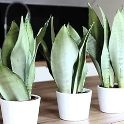 Mphmi Live Plants AIR PURIFIER INDOOR SILVER SNAKE PLANT WITH POT-picture-19