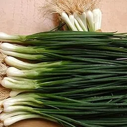 VibeX Shallot Green Onion Seeds-500 Seeds-picture-13