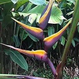 Radha Krishna Agriculture® Imported Heliconia Summer Flower Bulbs For Gardening (Pack Of 5 Purple Colour Flower Bulbs)-picture-59