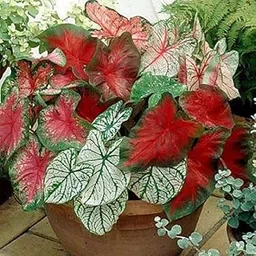 Mphmi Seedless Plant Flower Bulbs Plants Classic Caladiums Nursery Beautiful Plant-picture-25