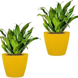 GARDENS NEED 7-Inch (17.78 cm) Poppy Flower Pot| Round Shape, Set of 2, Dark Yellow Planter for Indoor & Outdoor| UV-Resistant, Lightweight Plastic Pots| Ideal for Flowers, Herbs, and Small Plants-picture-25