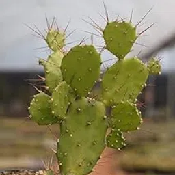 EverSneh Real Live Cactus Opuntia Monacantha Live Cactus Plant With Plastic Pot-picture-10