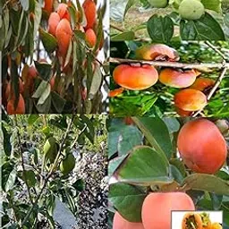 NASALUKAS Fuyu Japanese Persimmon Plant Fruit Live Plant (Height 1.5-2 Feet) After Fruit 8-10 Month-picture-30