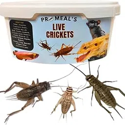 ProMeal's Live Crickets (Large Size) Feeder Insects for Reptiles, Amphibians, Birds, and Arachnids - High Protein, Nutritious, Natural Exotic Pet Feed (25 Qty)-image-4