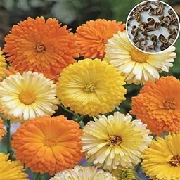 Seed Basket Calendula Officinalis Fiesta Gitana Mix Winter Flower Seeds (100 Seeds) – Bright, Hardy Blossoms for Winter Gardens | Perfect for Flower Beds, Containers, and Borders-picture-14