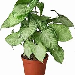 Kalfo Syngonium Live Indoor Plant Pixie Indoor Plant Air Purifier Plant Cream Allusion Syngonium Indoor Oxygen Plant with Black Pot-image-40