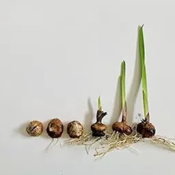 Gladiolus Bulb||Healthy 7 Bulb of Gladiolus Flower||Indoor/Outdoor growing||Decorative Flower Bulb (Pack of-1) A_2 image 1