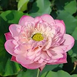 ROYAL LAND Exotic Lotus Seeds Aquatic Plants Water Lilly Nice Fragrance Outdoor Ponds 20 Seeds Variety : RL210-picture-16