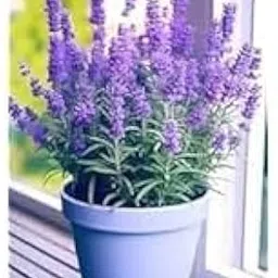 Live Purple Lavender Plant in Black Pot | All Season Fragrant Flowering Tree | Healthy Indoor Outdoor Live Plant for Home Garden & Decoration (LEVENDER PLANT)-picture-16